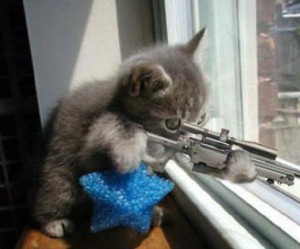 sniper_cat